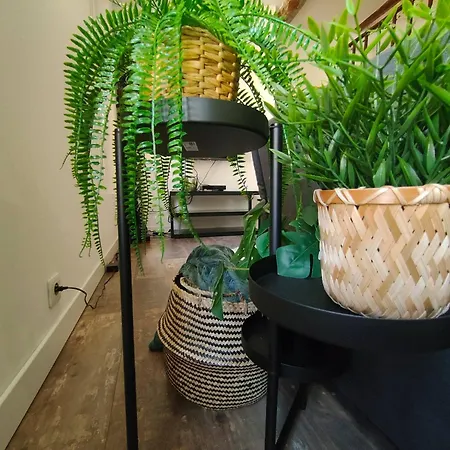 Apartment Jungle Climatise Centre